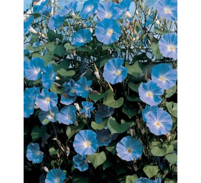Ипомея Небесно-голубая (35 шт.) Ipomоea Heavenly Blue